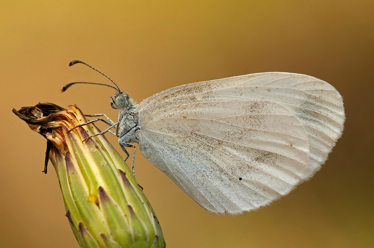 pieride da identificare - Leptidea sp.
